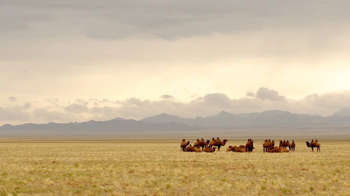 Mongolia.jpg