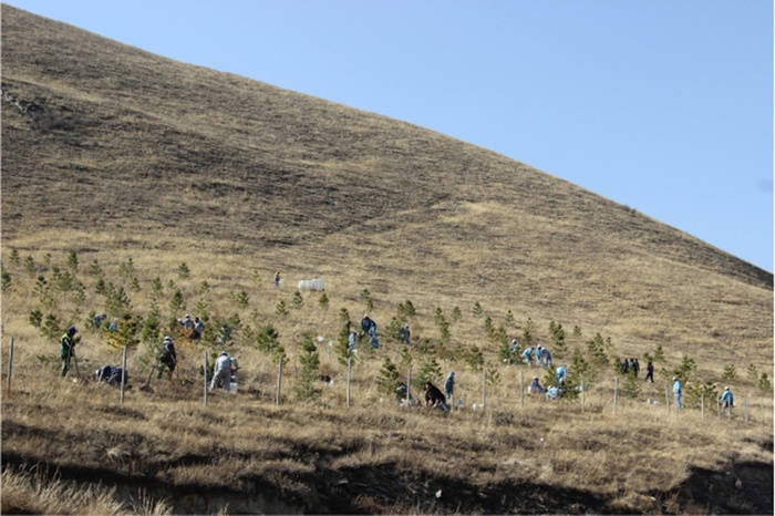 NCD Group Богд уул, Туул голын хөндийд 700 мод тарьжээ